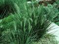 Pennisetum japonicum Image 1
