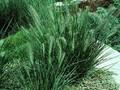 Pennisetum purpurascens Image 1