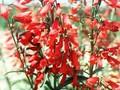 Penstemon barbatus Image 1