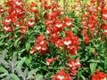 Penstemon barbatus Coccineus Image 1
