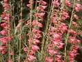 Penstemon barbatus Praecox Nanus Image 1