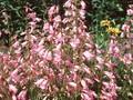 Penstemon Evelyn Image 1