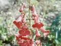 Penstemon Firebird Image 1
