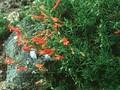 Penstemon pinifolius Image 1