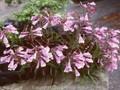 Penstemon pubescens Image 1