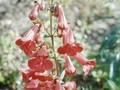 Penstemon Schoenholzeri Image 1