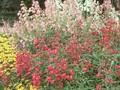 Penstemon Southgate Gem Image 1