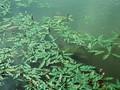 Persicaria amphibia Image 1