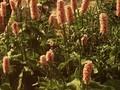 Persicaria bistorta Image 1