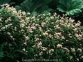Persicaria campanulata Image 1