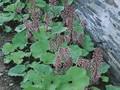 Petasites fragrans Image 1
