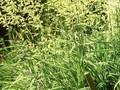 Phalaris arundinacea var picta Image 1