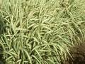 Phalaris arundinacea var picta Feesey Image 1