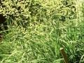 Phalaris arundinacea Variegata Image 1