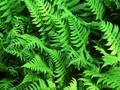 Phegopteris polypodioides Image 1