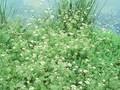 Phellandrium aquaticum Image 1