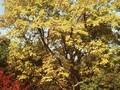 Phellodendron japonicum Image 1