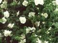 Philadelphus Beauclerk Image 1