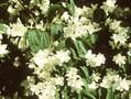 Philadelphus grandiflorus Image 1