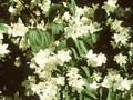 Philadelphus inodorus var grandiflorus Image 1