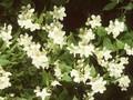 Philadelphus lewisii Image 1