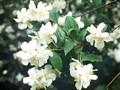 Philadelphus pubescens Image 1