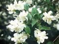 Philadelphus verrucosus Image 1
