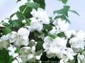 Philadelphus virginalis Schneesturm Image 1