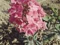 Phlox paniculata Jules Sandeau Image 1