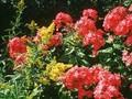 Phlox paniculata Orange Image 1