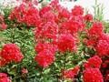 Phlox paniculata Rotball Image 1