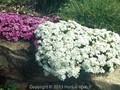 Phlox subulata White Delight Image 1