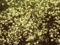 Photinia arbutifolia Image 1