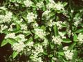 Photinia villosa Image 1