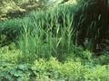 Phragmites australis Aureovariegatus Image 1