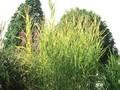 Phragmites australis Striatopictus Image 1