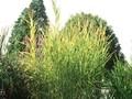 Phragmites australis Variegatus Image 1