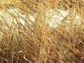Phragmites communis Image 1
