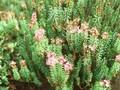 Phyllodoce breweri Image 1