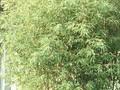 Phyllostachys aurea Image 1