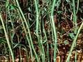 Phyllostachys aureosulcata Image 1