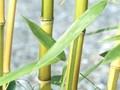 Phyllostachys aureosulcata aureocaulis Image 1