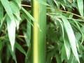Phyllostachys bambusoides Castilloni-inversa Image 1