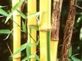 Phyllostachys bambusoides Castilloni Image 1