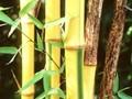 Phyllostachys bambusoides Castilloni Variegata Image 1