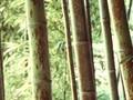 Phyllostachys boryana Image 1