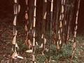 Phyllostachys fastuosa Image 1