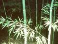 Phyllostachys glauca Image 1