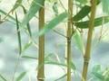 Phyllostachys humilis Image 1