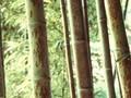 Phyllostachys nigra Boryana Image 1